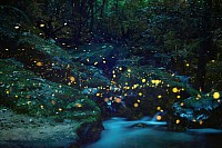 八重山ヒメボタル