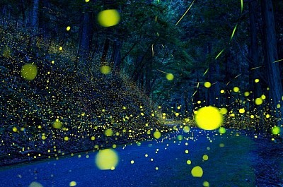 八重山ヒメボタルが舞う。幻想の森。