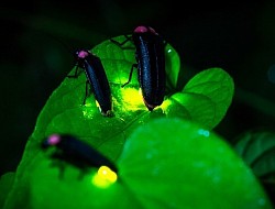 ホタルの鑑賞シーズン 八重山諸島でホタルが観察できるのは、主に4月から6月の春から初夏にかけての時期です。