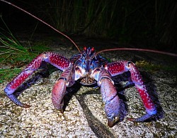 ナイトサファリではアダンの木に潜むヤシガニや八重山オオコウモリなど夜行性の生物を間近で観察することができます