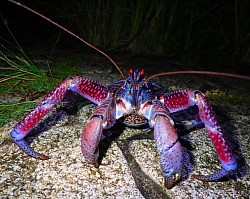ナイトサファリではアダンの木に潜むヤシガニや八重山オオコウモリなど夜行性の生物を間近で観察することができます